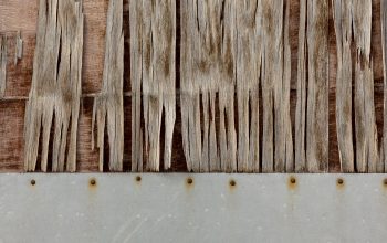 Il Tuo Legno è Al Sicuro Come Identificare e Combattere i Tarli